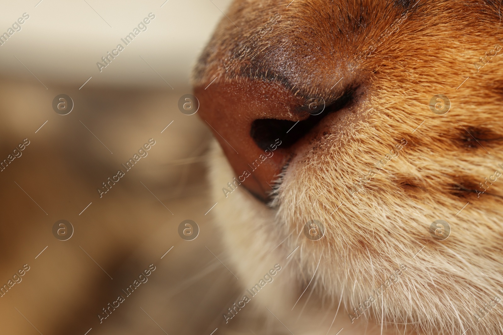 Adorable cat, macro photo of muzzle. Lovely pet Photo of Adorable cat, macro photo of muzzle. Lovely pet