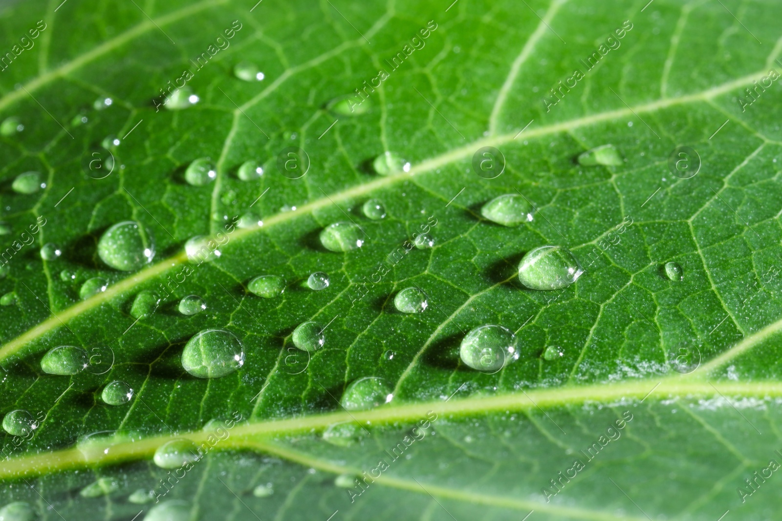 Macro photo of green leaf with water drops as background Photo of Macro photo of green leaf with water drops as background