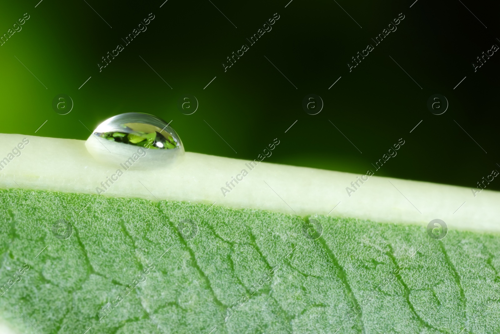 Macro photo of leaf with water drop on blurred green background Photo of Macro photo of leaf with water drop on blurred green background