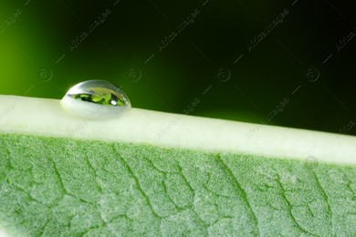 Macro photo of leaf with water drop on blurred green background Photo of Macro photo of leaf with water drop on blurred green background