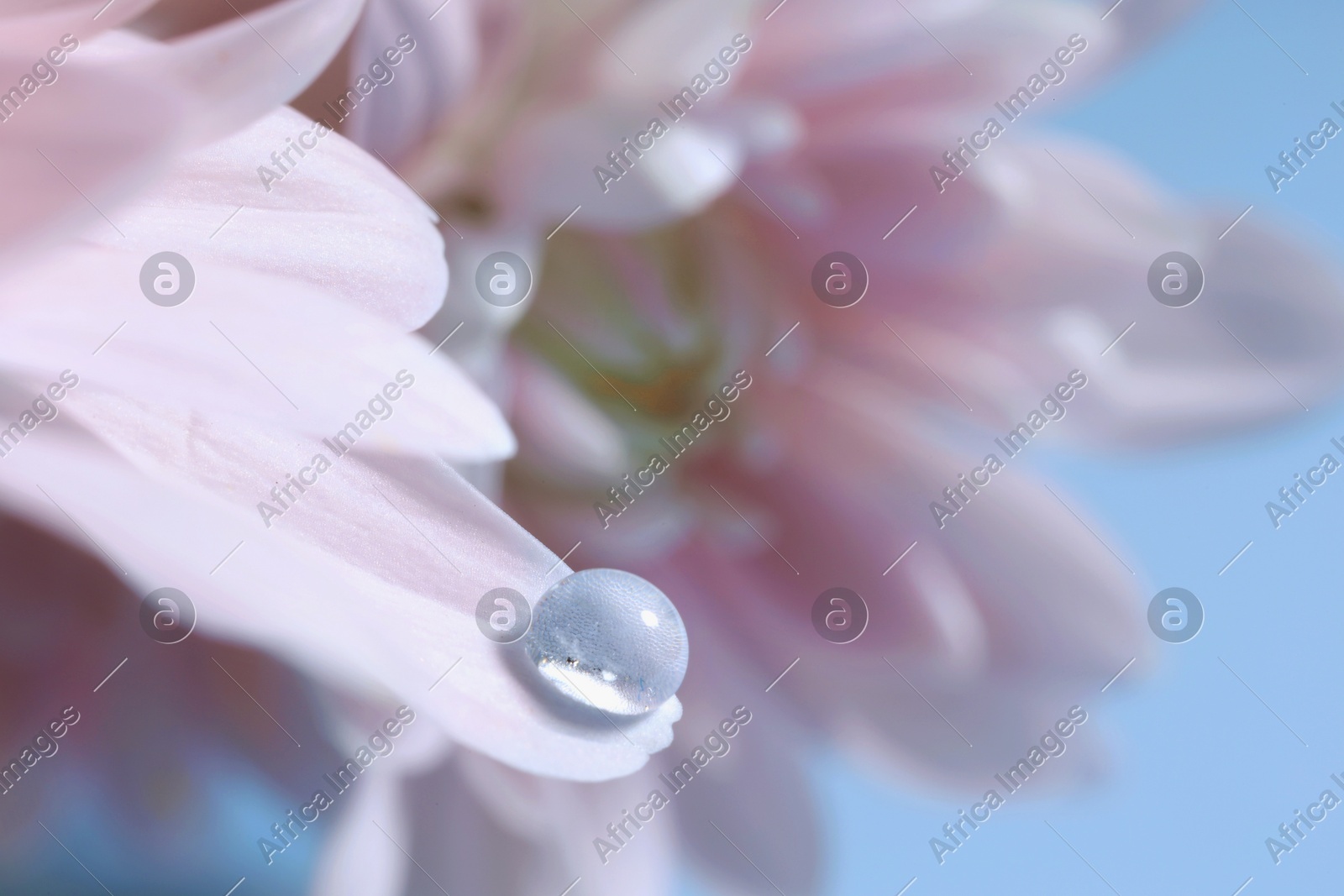 Macro photo of flower with water drop against light blue background Photo of Macro photo of flower with water drop against light blue background