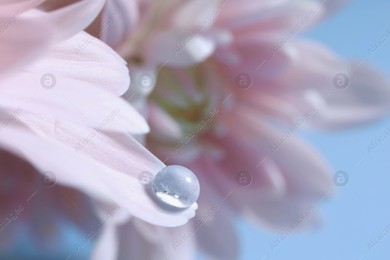 Macro photo of flower with water drop against light blue background Photo of Macro photo of flower with water drop against light blue background
