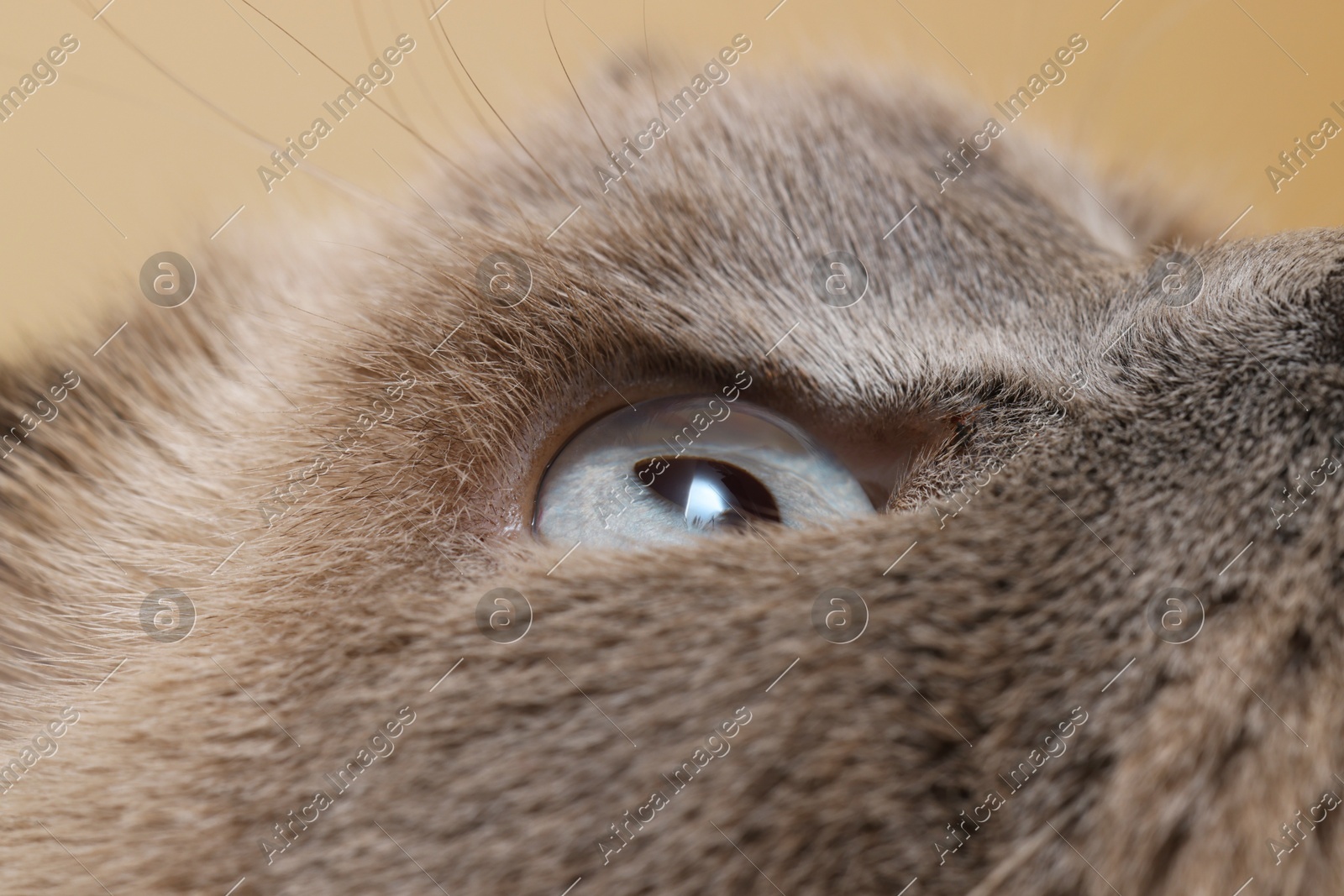 Macro photo of cat with beautiful eyes. Cute pet Photo of Macro photo of cat with beautiful eyes. Cute pet