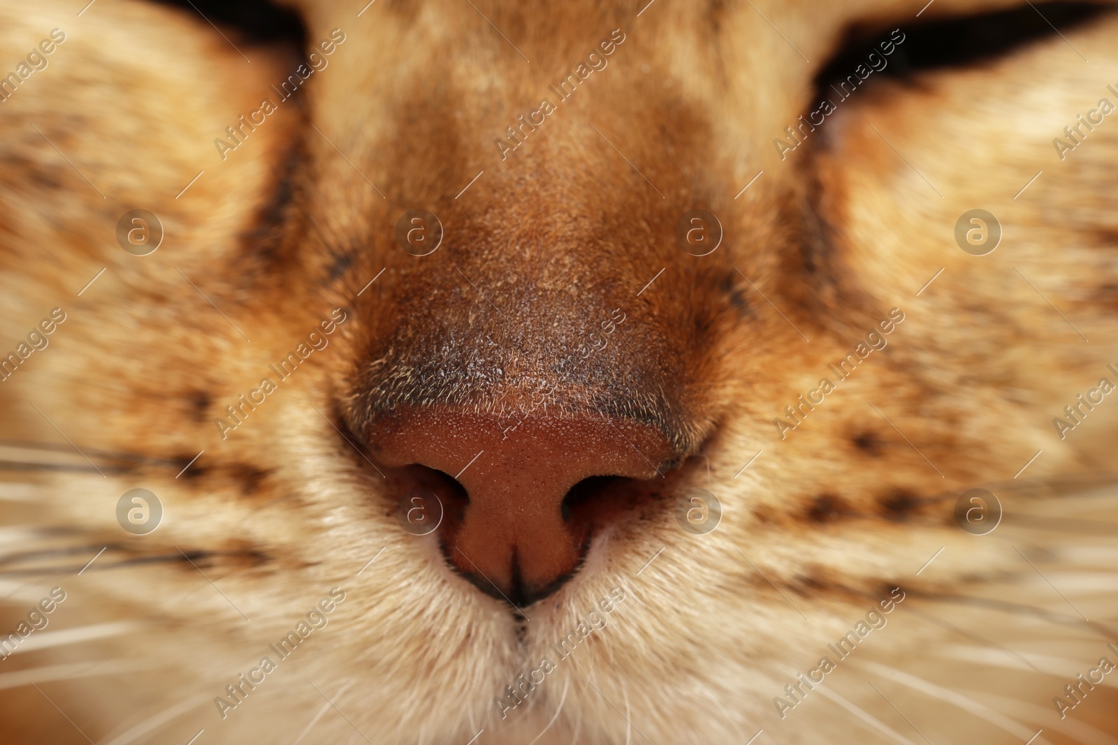 Adorable cat, macro photo of muzzle. Lovely pet Photo of Adorable cat, macro photo of muzzle. Lovely pet