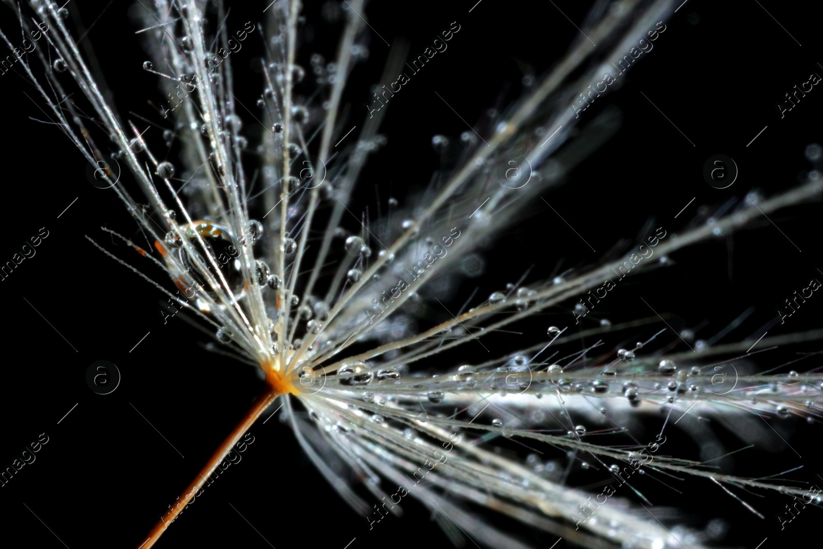 Seeds of dandelion flower with water drops on black background, macro photo Photo of Seeds of dandelion flower with water drops on black background, macro photo