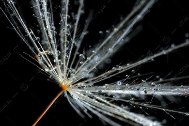 Seeds of dandelion flower with water drops on black background, macro photo Photo of Seeds of dandelion flower with water drops on black background, macro photo