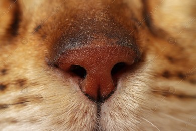 Adorable cat, macro photo of muzzle. Lovely pet Photo of Adorable cat, macro photo of muzzle. Lovely pet