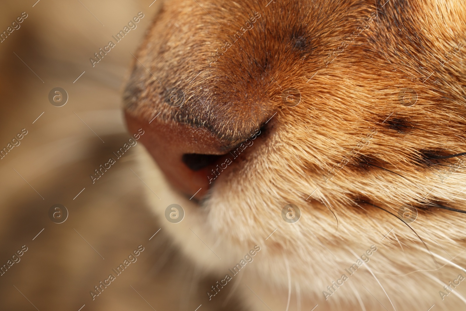 Adorable cat, macro photo of muzzle. Lovely pet Photo of Adorable cat, macro photo of muzzle. Lovely pet