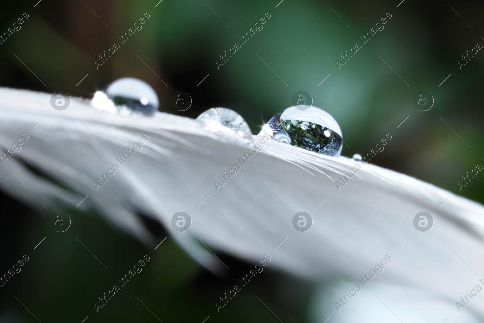 Macro photo of water drops on white feather against blurred background Photo of Macro photo of water drops on white feather against blurred background