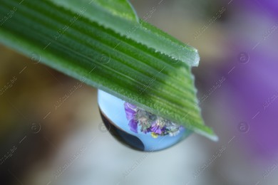 Beautiful flowers reflected in water drop on green leaf against blurred background. Macro view Photo of Beautiful flowers reflected in water drop on green leaf against blurred background. Macro view