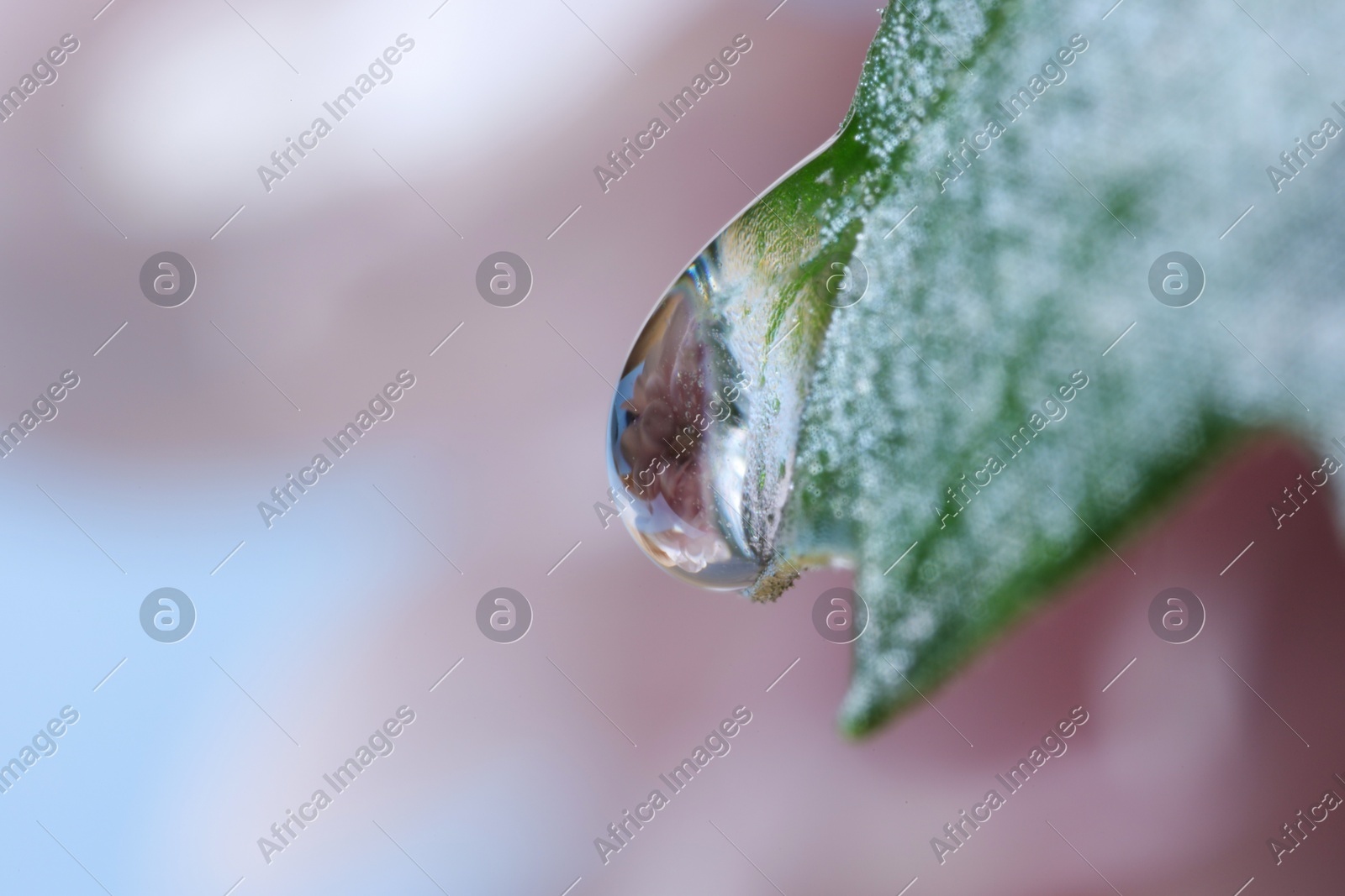 Macro photo of beautiful flower reflected in water drop on green leaf against blurred background. Space for text Photo of Macro photo of beautiful flower reflected in water drop on green leaf against blurred background. Space for text