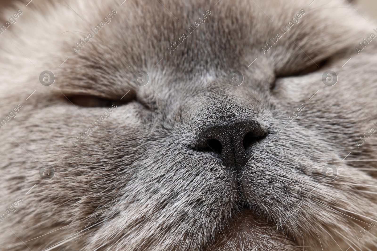 Adorable cat, macro photo of muzzle. Lovely pet Photo of Adorable cat, macro photo of muzzle. Lovely pet