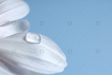 Macro photo of flower petal with water drop against light blue background. Space for text Photo of Macro photo of flower petal with water drop against light blue background. Space for text