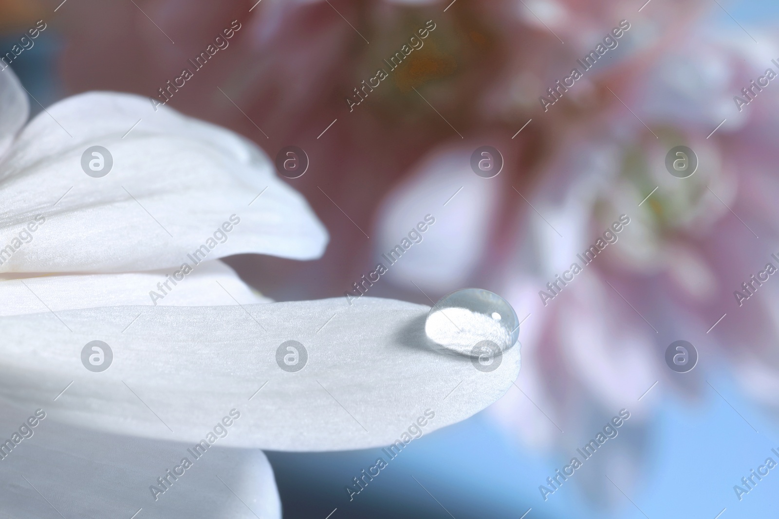 Macro photo of flower petal with water drop against light blue background Photo of Macro photo of flower petal with water drop against light blue background