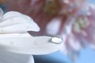 Macro photo of flower petal with water drop against light blue background Photo of Macro photo of flower petal with water drop against light blue background