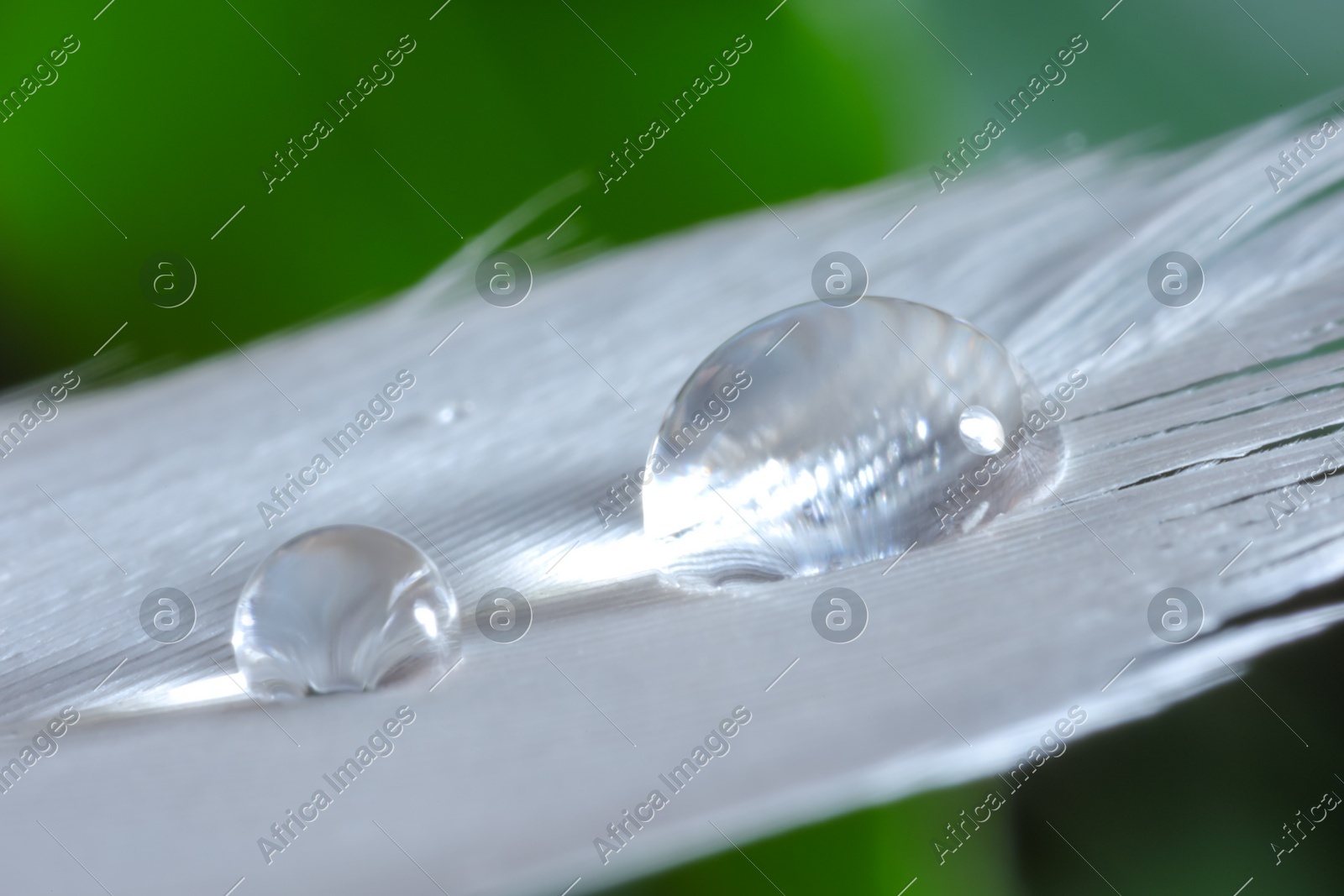 Macro photo of water drops on white feather against blurred background Photo of Macro photo of water drops on white feather against blurred background