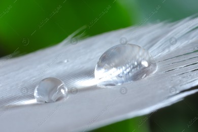 Macro photo of water drops on white feather against blurred background Photo of Macro photo of water drops on white feather against blurred background