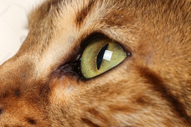 Macro photo of cat with beautiful eyes. Cute pet Photo of Macro photo of cat with beautiful eyes. Cute pet