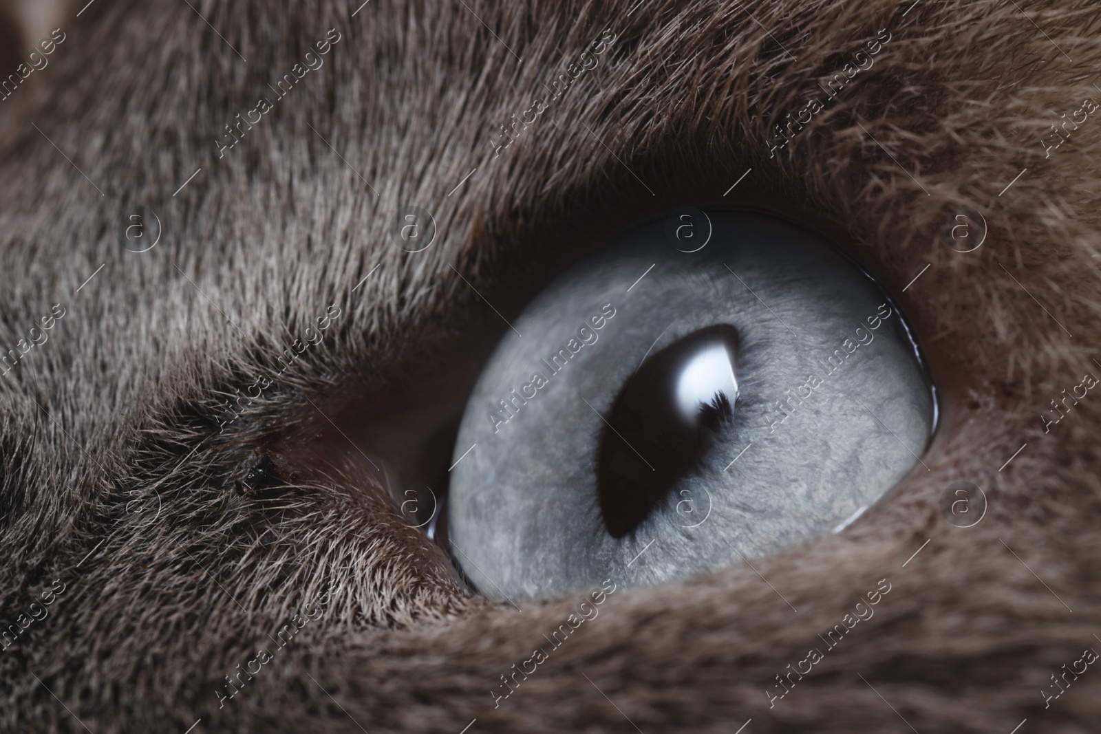 Macro photo of cat with beautiful eyes. Cute pet Photo of Macro photo of cat with beautiful eyes. Cute pet