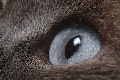 Macro photo of cat with beautiful eyes. Cute pet Photo of Macro photo of cat with beautiful eyes. Cute pet