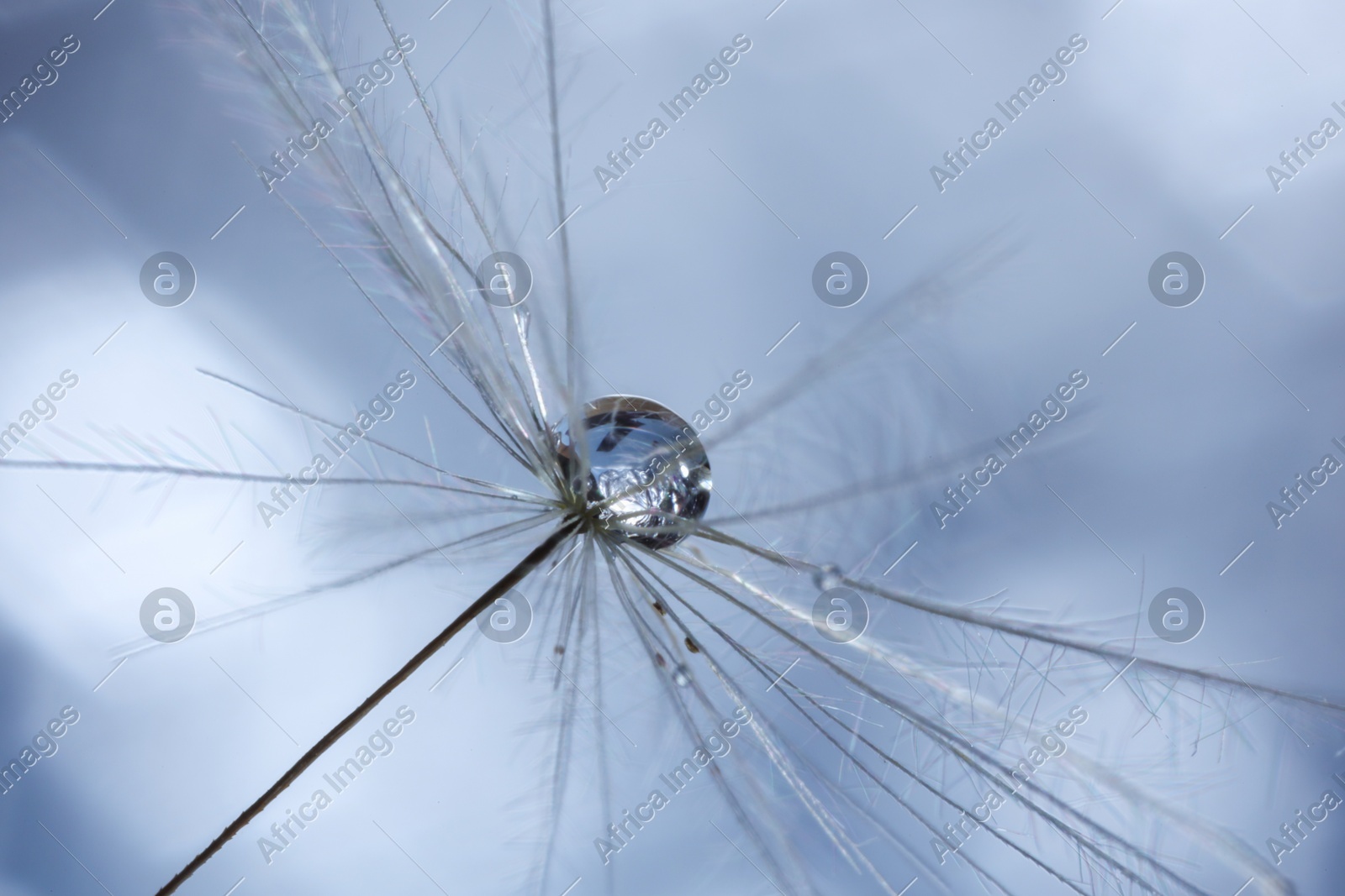 Seeds of dandelion flower with water drops on blurred background, macro photo Photo of Seeds of dandelion flower with water drops on blurred background, macro photo