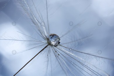 Seeds of dandelion flower with water drops on blurred background, macro photo Photo of Seeds of dandelion flower with water drops on blurred background, macro photo