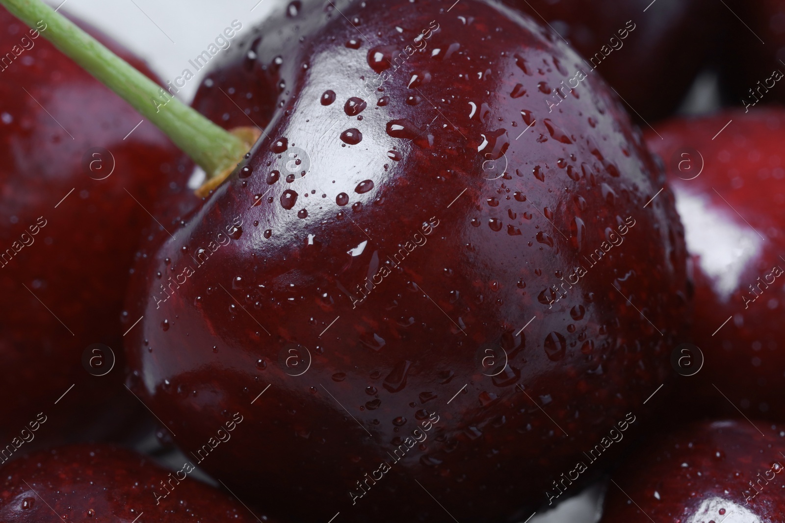Ripe cherries with water drops as background, macro view. Fresh berry Photo of Ripe cherries with water drops as background, macro view. Fresh berry