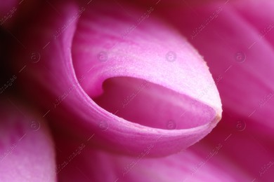 Beautiful pink petal of Dahlia flower as background, macro view Photo of Beautiful pink petal of Dahlia flower as background, macro view