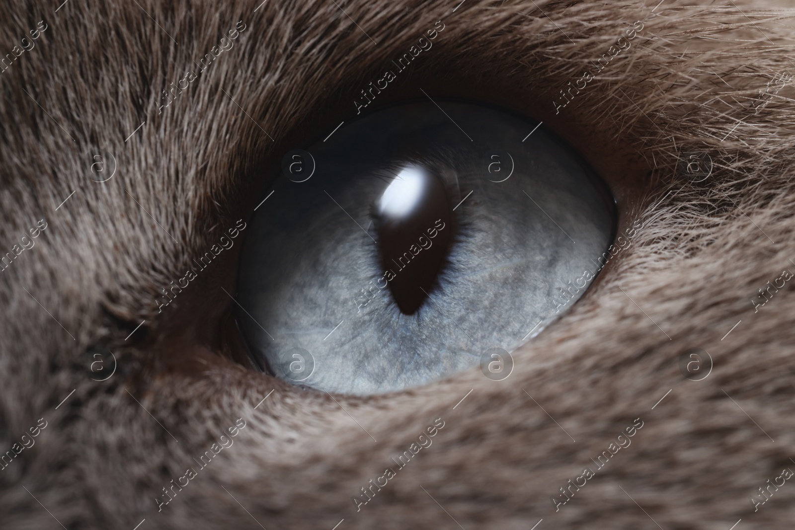 Macro photo of cat with beautiful eyes. Cute pet Photo of Macro photo of cat with beautiful eyes. Cute pet