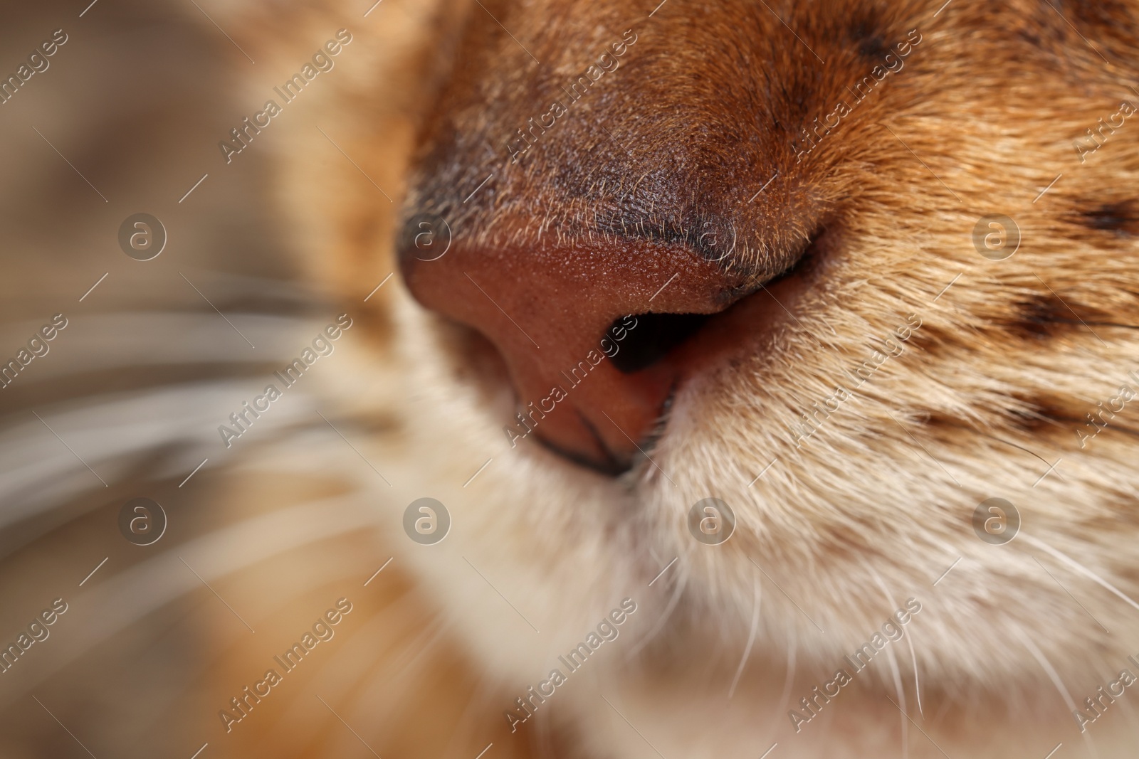 Adorable cat, macro photo of muzzle. Lovely pet Photo of Adorable cat, macro photo of muzzle. Lovely pet