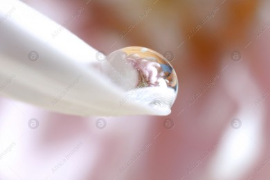 Macro photo of beautiful flower reflected in water drop on white petal against blurred pink background Photo of Macro photo of beautiful flower reflected in water drop on white petal against blurred pink background