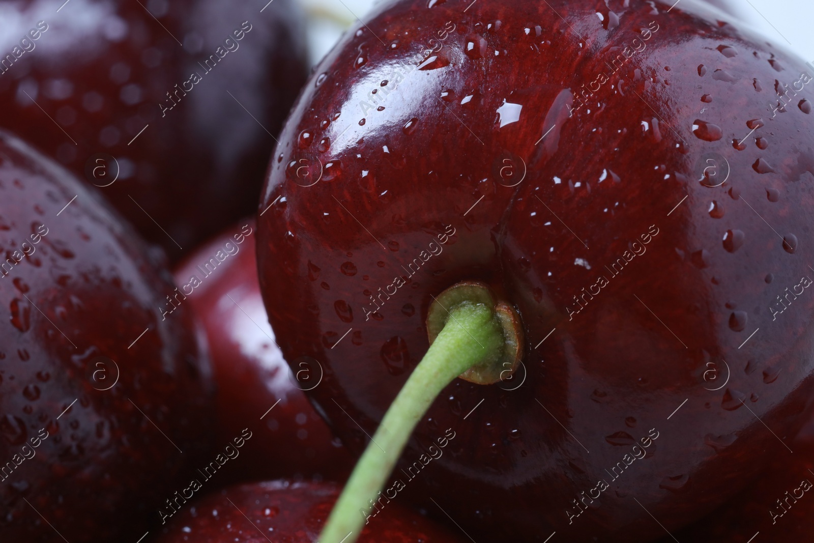 Ripe cherries with water drops as background, macro view. Fresh berry Photo of Ripe cherries with water drops as background, macro view. Fresh berry