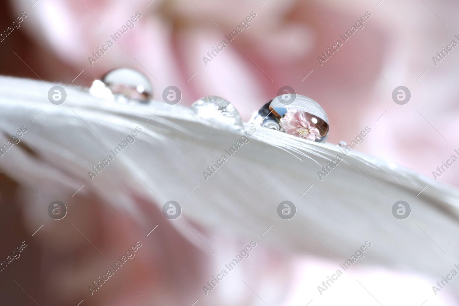 Macro photo of water drops on white feather against blurred pink background Photo of Macro photo of water drops on white feather against blurred pink background