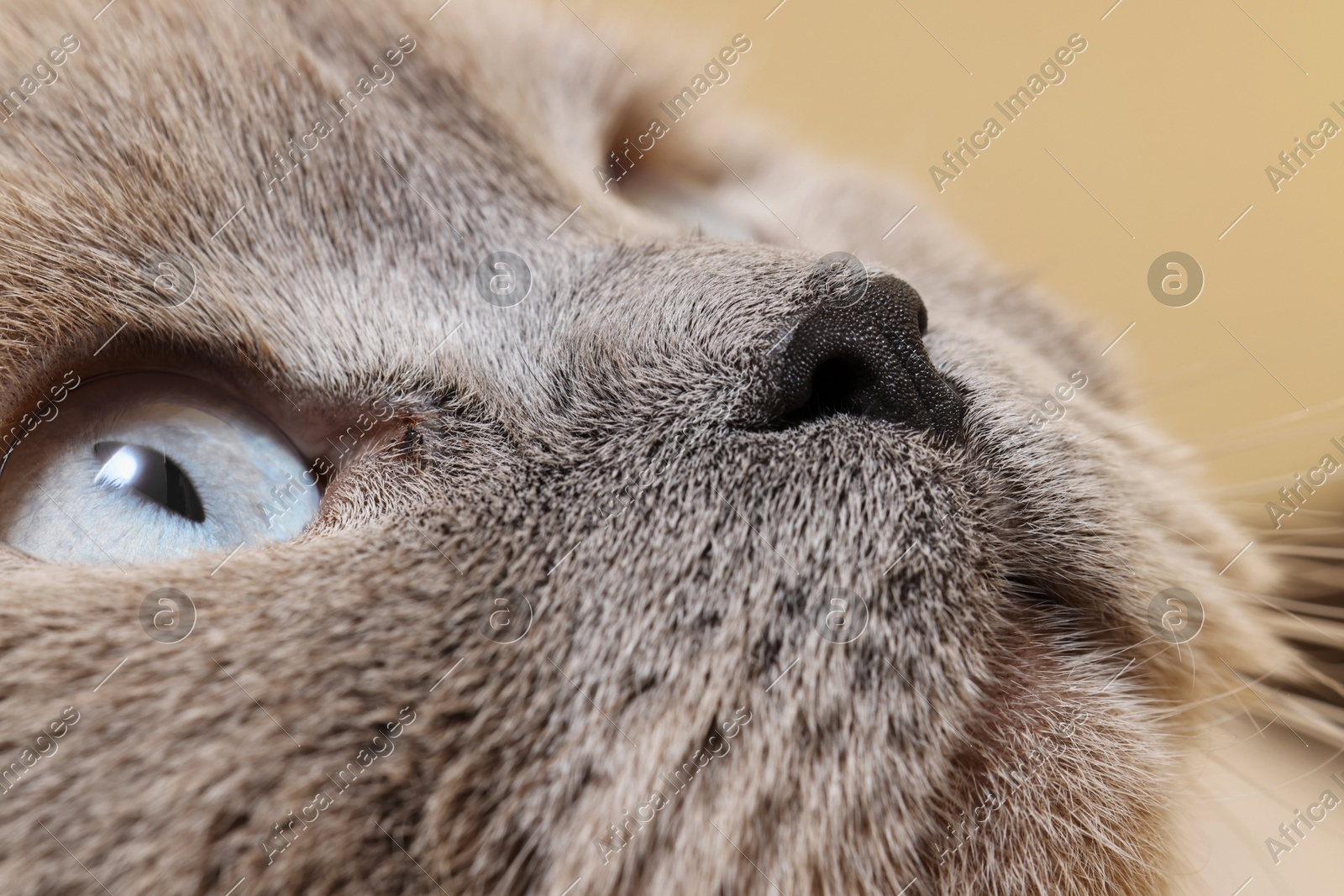 Macro photo of cat with beautiful eyes. Cute pet Photo of Macro photo of cat with beautiful eyes. Cute pet