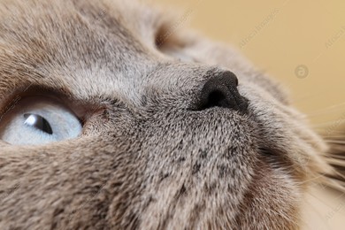 Macro photo of cat with beautiful eyes. Cute pet Photo of Macro photo of cat with beautiful eyes. Cute pet
