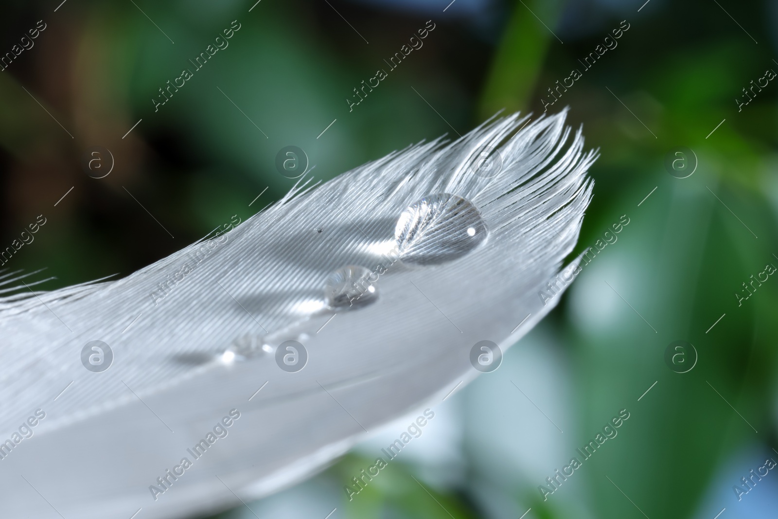 Macro photo of water drops on white feather against blurred background Photo of Macro photo of water drops on white feather against blurred background
