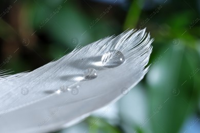 Macro photo of water drops on white feather against blurred background Photo of Macro photo of water drops on white feather against blurred background