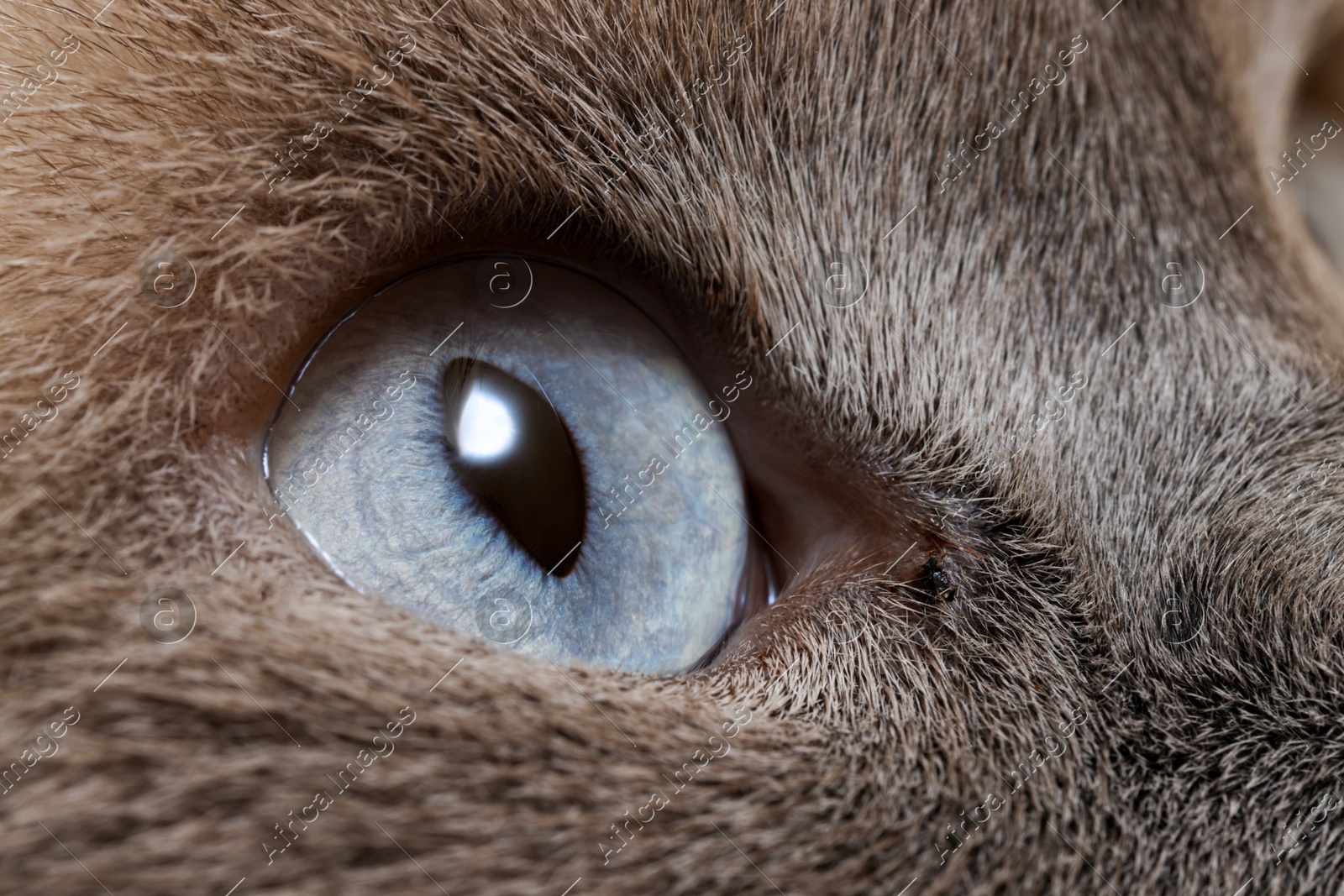 Macro photo of cat with beautiful eyes. Cute pet Photo of Macro photo of cat with beautiful eyes. Cute pet
