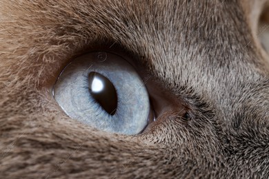 Macro photo of cat with beautiful eyes. Cute pet Photo of Macro photo of cat with beautiful eyes. Cute pet