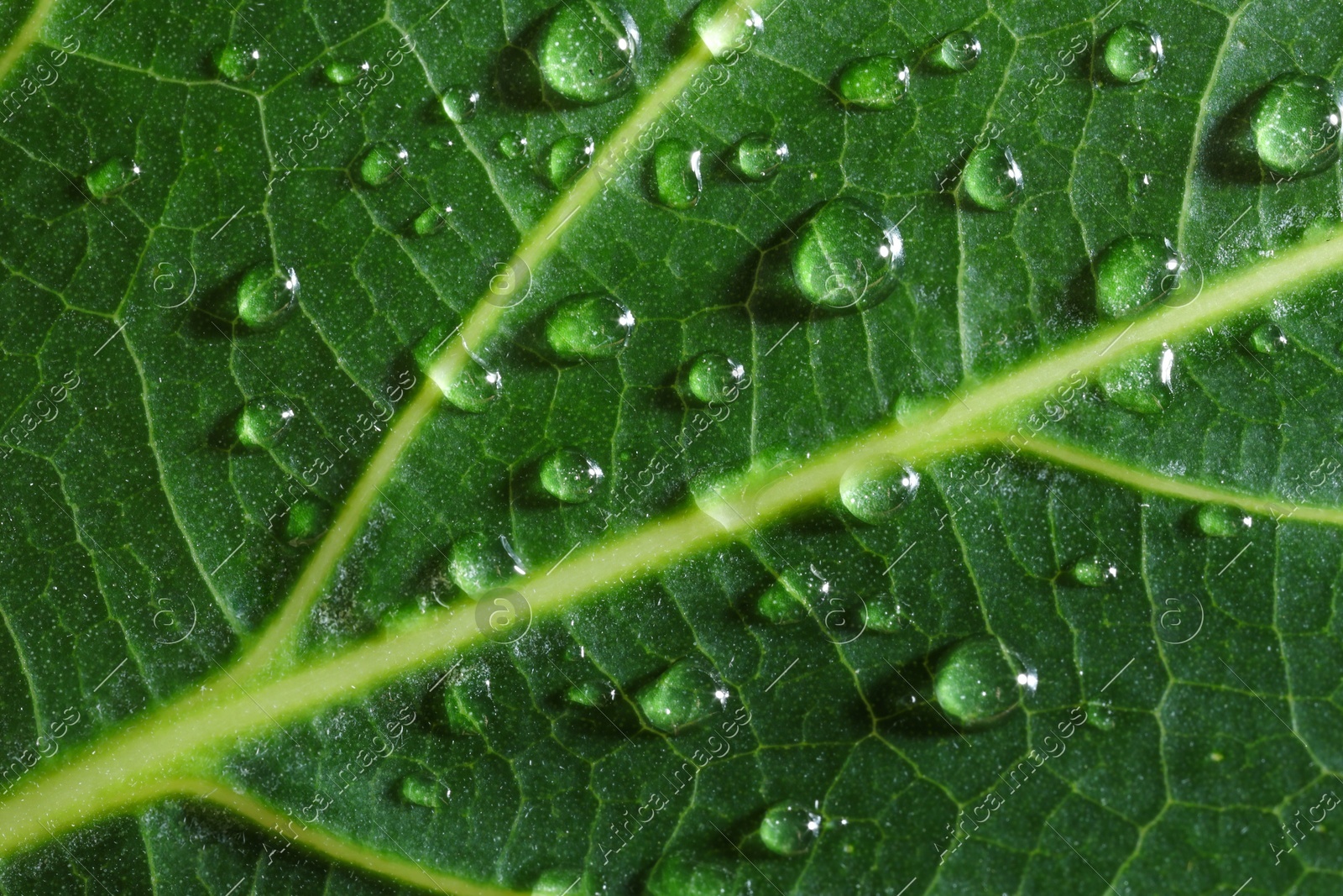 Macro photo of green leaf with water drops as background, top view Photo of Macro photo of green leaf with water drops as background, top view
