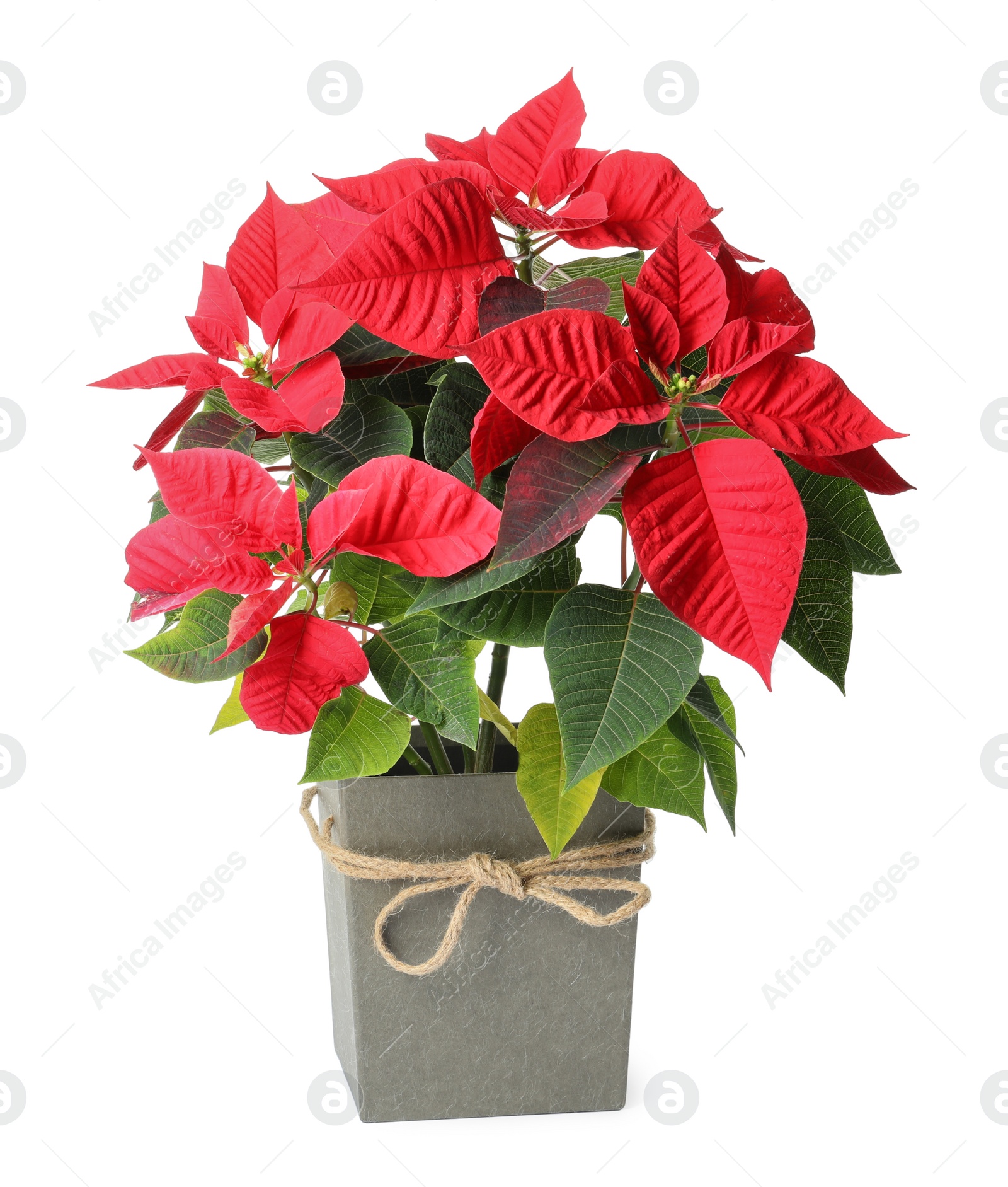 Photo of Red Poinsettia in pot isolated on white. Christmas traditional flower