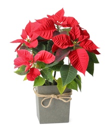 Photo of Red Poinsettia in pot isolated on white. Christmas traditional flower