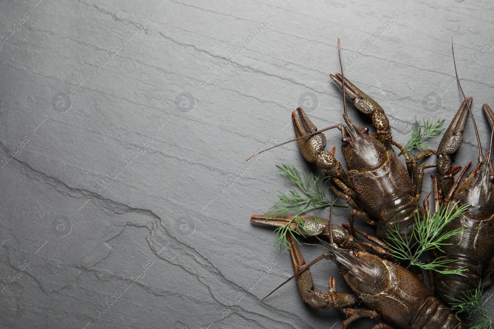 Fresh raw crayfishes with dill on black table, flat lay. Space for text Photo of Fresh raw crayfishes with dill on black table, flat lay. Space for text