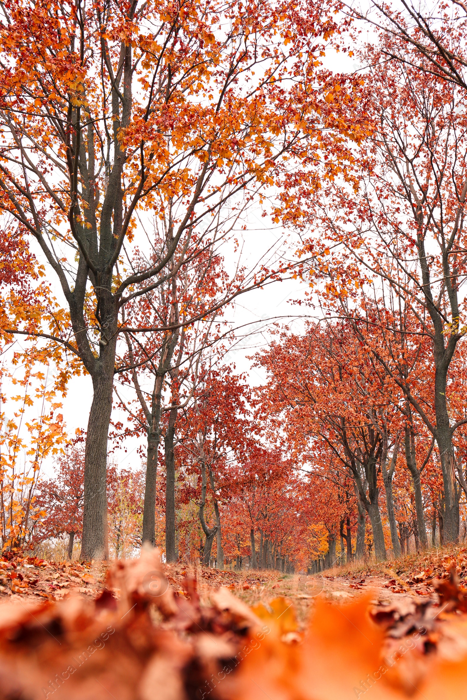 Photo of Beautiful view of park with trees on autumn day