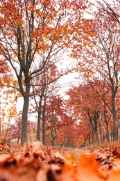 Photo of Beautiful view of park with trees on autumn day