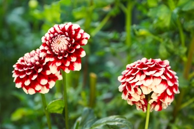 Beautiful blooming dahlia flowers in green garden Photo of Beautiful blooming dahlia flowers in green garden