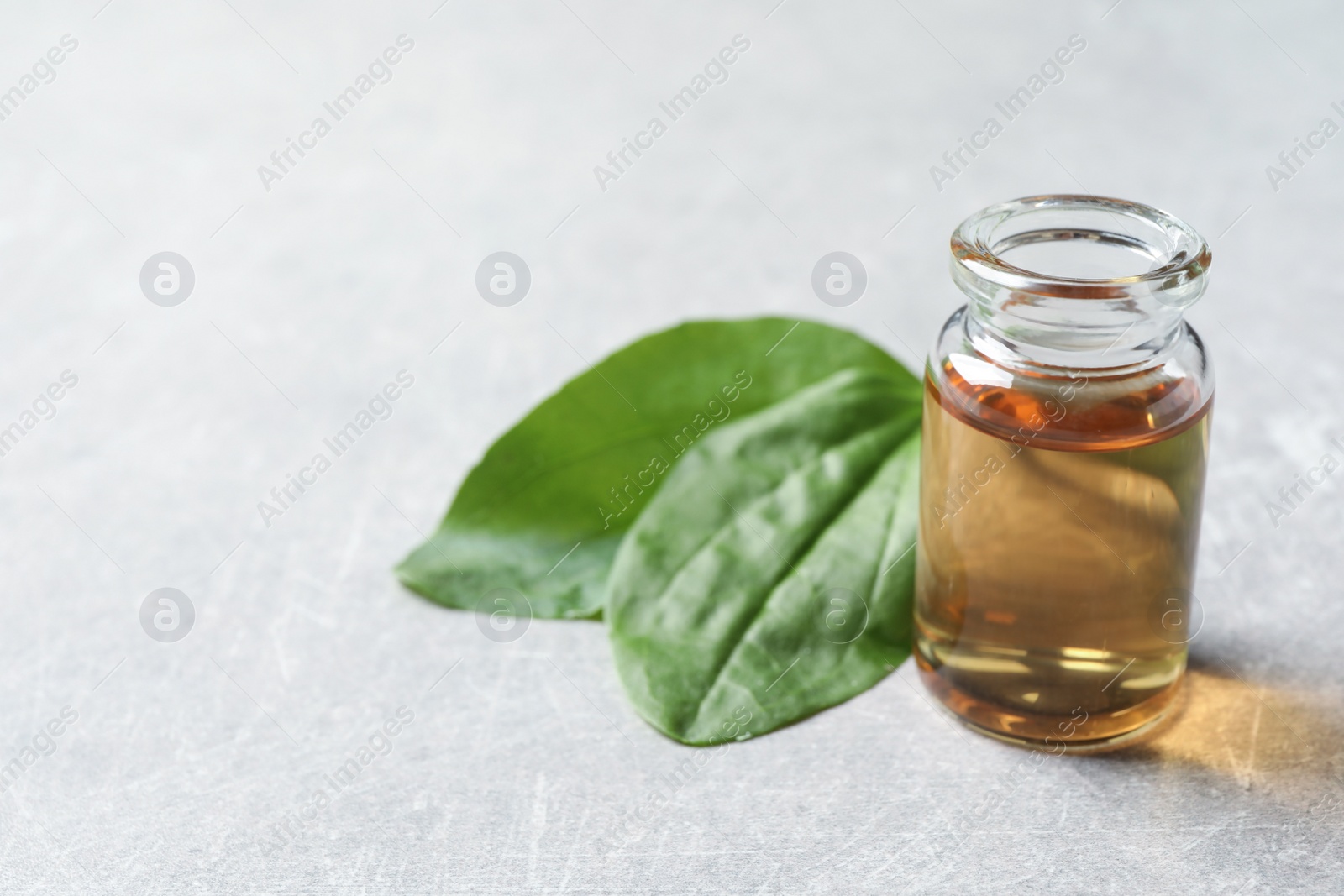 Bottle of broadleaf plantain extract and leaves on light table. Space for text Photo of Bottle of broadleaf plantain extract and leaves on light table. Space for text