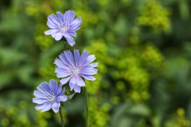 Beautiful blooming chicory flowers growing outdoors, closeup. Space for text Photo of Beautiful blooming chicory flowers growing outdoors, closeup. Space for text