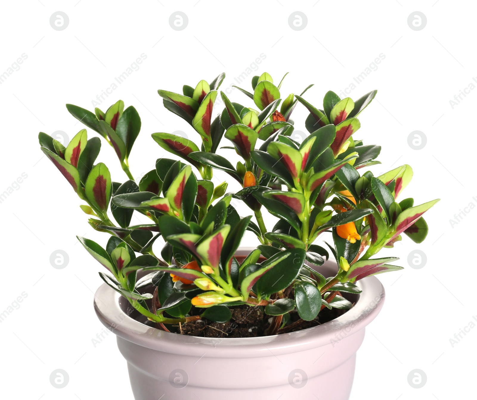 Beautiful potted Goldfish plant isolated on white Photo of Beautiful potted Goldfish plant isolated on white