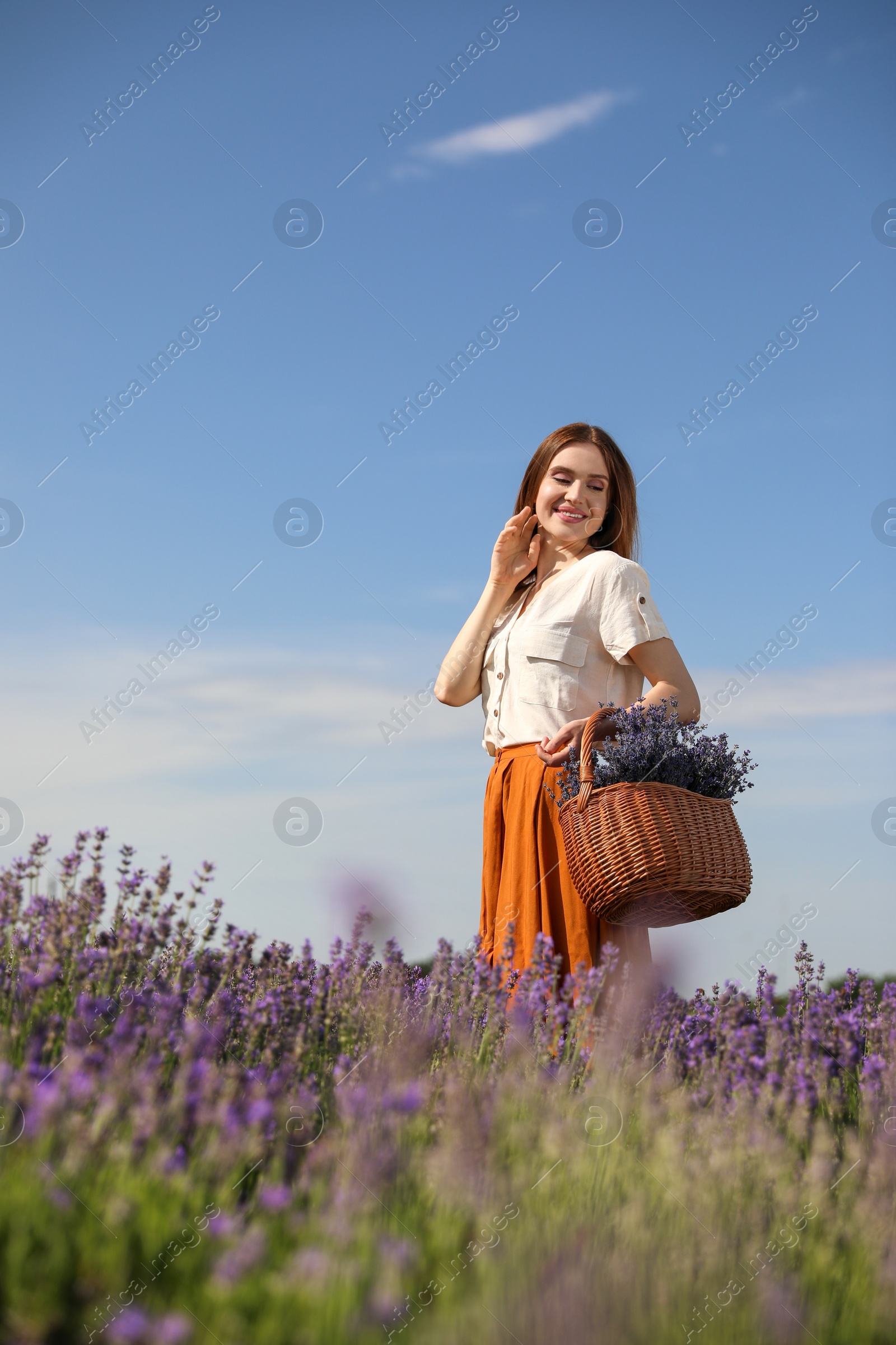 Young woman with wicker basket full of lavender flowers in field Photo of Young woman with wicker basket full of lavender flowers in field